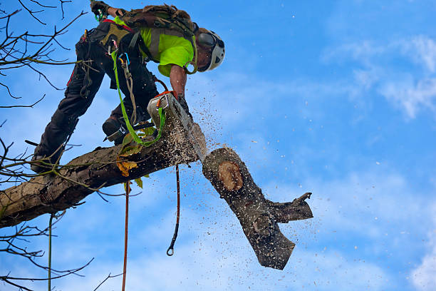 Best Tree Removal  in Cumberland Center, ME